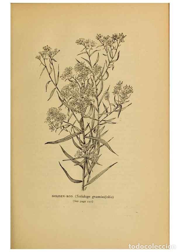 Collezionismo di Riviste e Giornali: Reproducci&oacute;n/Reproduction 49304408362: Harper's guide to wild flowers,. New York,Harper,1912.. - Cre