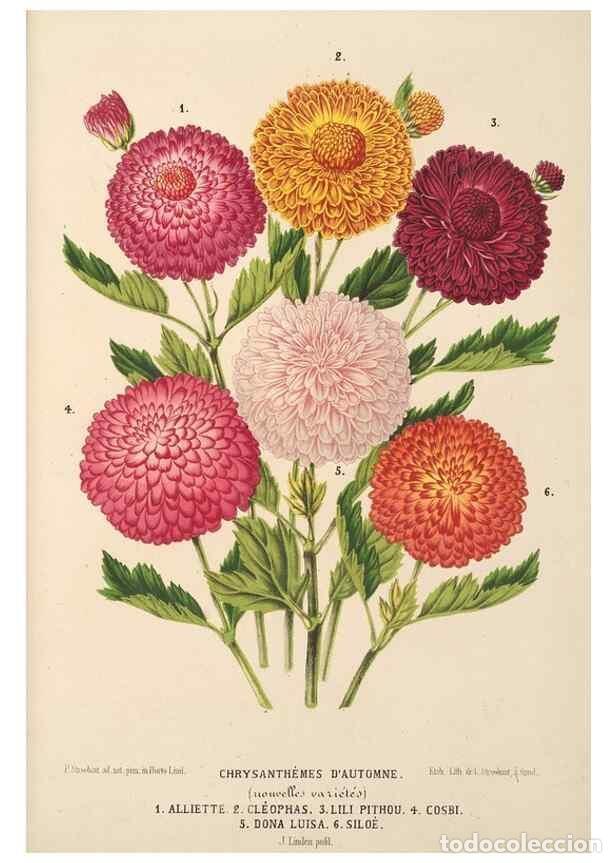 Collezionismo di Riviste e Giornali: Reproducci&oacute;n/Reproduction 49690592371: L'Illustration horticole :. Gand, Belgium :Imprimerie et lith