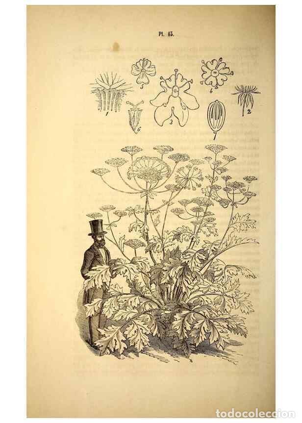 Collezionismo di Riviste e Giornali: Reproducci&oacute;n/Reproduction 49269336896: Belgique horticole.. Li&eacute;ge.. - Morren, Charles,