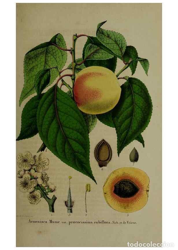 Collezionismo di Riviste e Giornali: Reproducci&oacute;n/Reproduction 49264681668: Belgique horticole.. Li&eacute;ge.. - Morren, Charles,