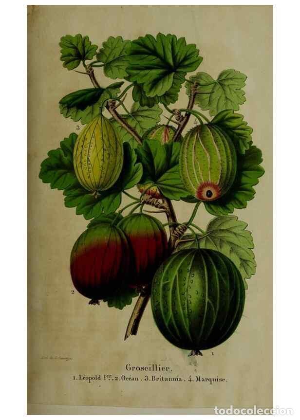 Colecionismo de Revistas e Jornais: Reproducci&oacute;n/Reproduction 49265155576: Belgique horticole.. Li&eacute;ge.. - Morren, Charles,