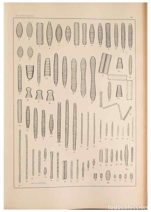 Colecionismo de Revistas e Jornais: Reproducci&oacute;n/Reproduction 49352428406: Atlas der Diatomaceen-Kunde /. Leipzig :O.R. Reisland,[1874-1