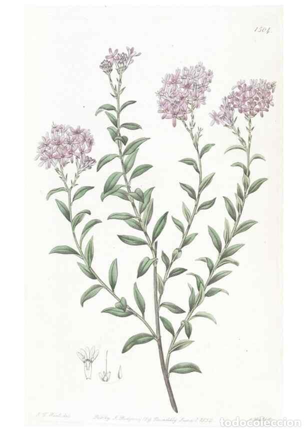 Colecionismo de Revistas e Jornais: Reproducci&oacute;n/Reproduction 49824676128: Edwards's botanical register.. London :James Ridgway,1829-184