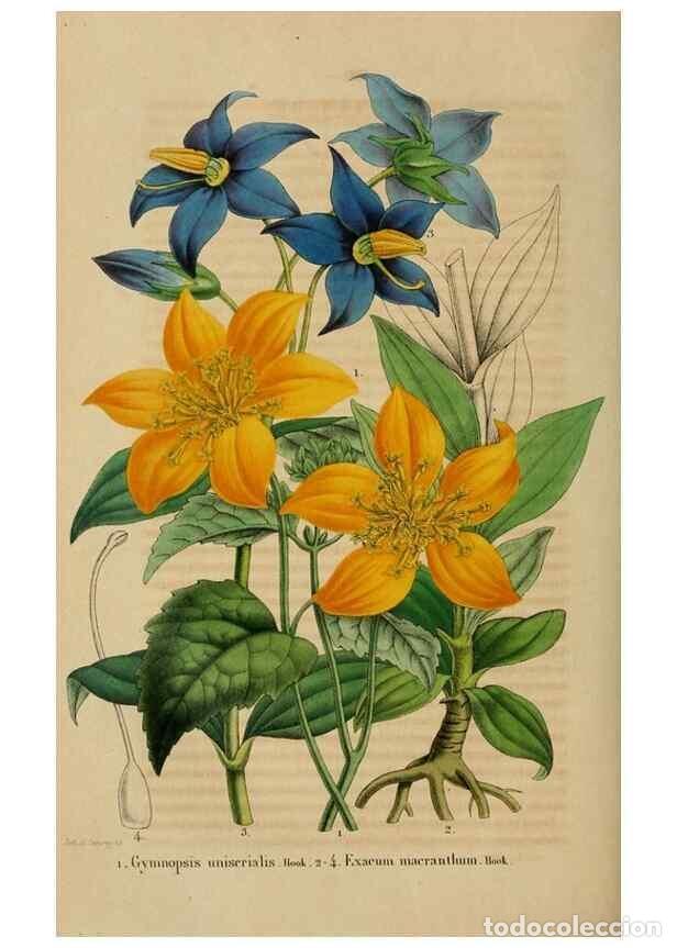 Sammeln von Zeitschriften und Zeitungen: Reproducci&oacute;n/Reproduction 49268804976: Belgique horticole.. Li&eacute;ge.. - Morren, Charles,