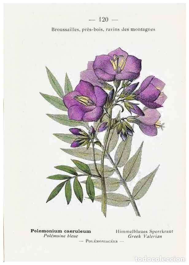 Sammeln von Zeitschriften und Zeitungen: Reproducci&oacute;n/Reproduction 49345558576: Nouvelle flore colori&eacute;e de poche des Alpes et des Pyr&eacute;n&eacute;es..