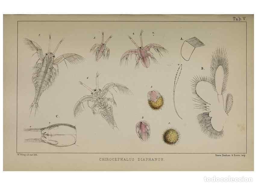 Sammeln von Zeitschriften und Zeitungen: Reproducci&oacute;n/Reproduction 49690770973: The natural history of the British Entomostraca.. London,The