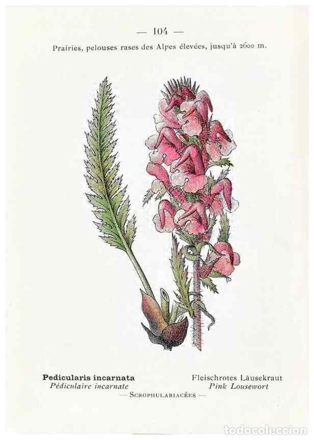 Sammeln von Zeitschriften und Zeitungen: Reproducci&oacute;n/Reproduction 49345548486: Nouvelle flore colori&eacute;e de poche des Alpes et des Pyr&eacute;n&eacute;es..