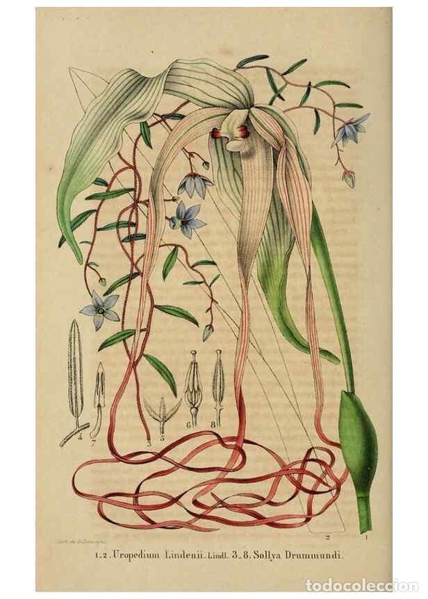 Sammeln von Zeitschriften und Zeitungen: Reproducci&oacute;n/Reproduction 49268797426: Belgique horticole.. Li&eacute;ge.. - Morren, Charles,