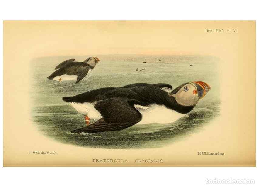 Sammeln von Zeitschriften und Zeitungen: Reproducci&oacute;n/Reproduction 49694523958: Ibis.. [London]Published for the British Ornithologists' Unio