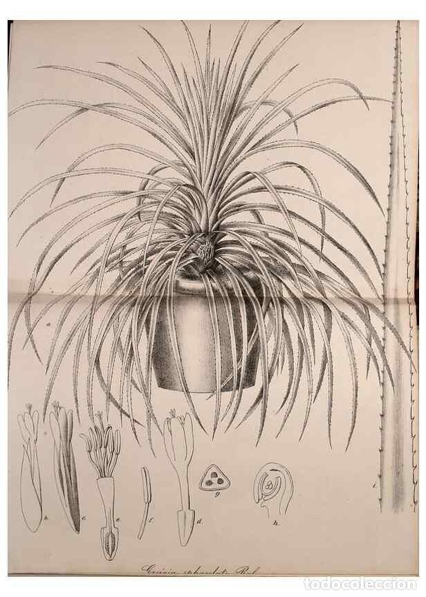 Sammeln von Zeitschriften und Zeitungen: Reproducci&oacute;n/Reproduction 49691706916: Gartenflora.. Erlangen :F. Enke,1852-1940.. - Deutsche Garten