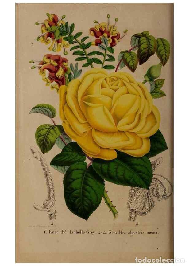 Sammeln von Zeitschriften und Zeitungen: Reproducci&oacute;n/Reproduction 49264861072: Belgique horticole.. Li&eacute;ge.. - Morren, Charles,