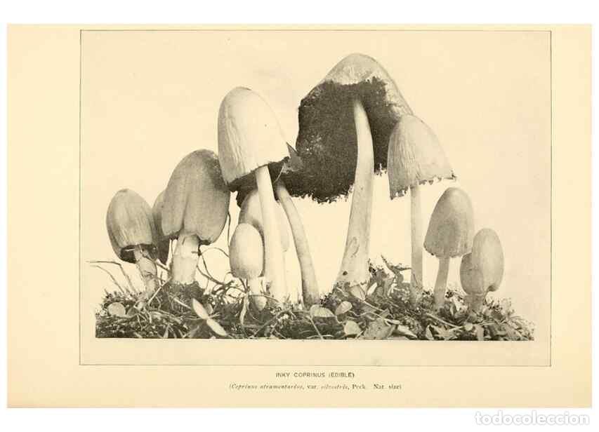 Sammeln von Zeitschriften und Zeitungen: Reproducci&oacute;n/Reproduction 49345979637: The mushroom book.. New York,Doubleday, Page,1901.. - Marshal