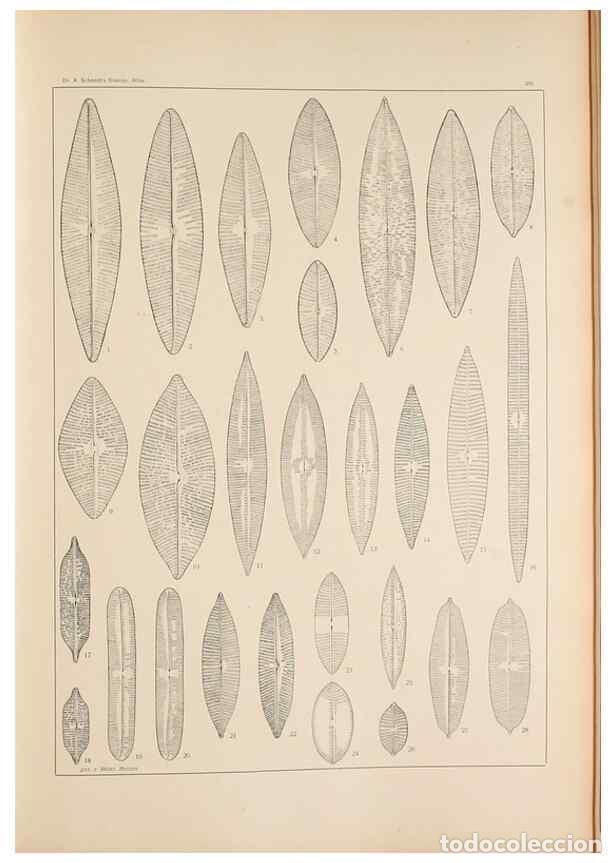 Sammeln von Zeitschriften und Zeitungen: Reproducci&oacute;n/Reproduction 49352425101: Atlas der Diatomaceen-Kunde /. Leipzig :O.R. Reisland,[1874-1