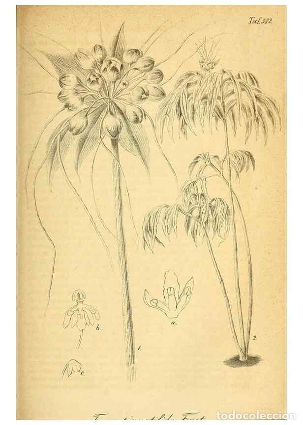 Sammeln von Zeitschriften und Zeitungen: Reproducci&oacute;n/Reproduction 49698807102: Gartenflora.. Erlangen :F. Enke,1852-1940.. - Deutsche Garten