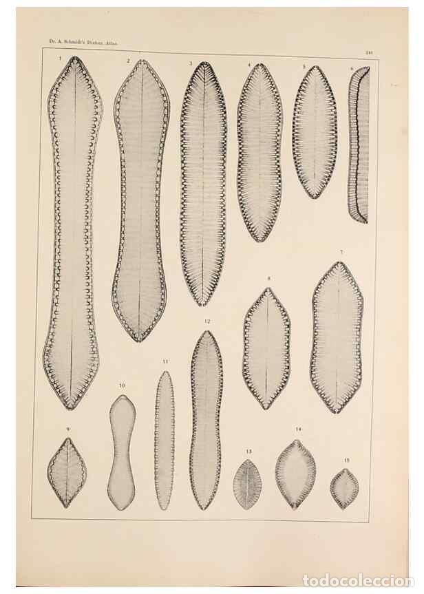 Sammeln von Zeitschriften und Zeitungen: Reproducci&oacute;n/Reproduction 49351964343: Atlas der Diatomaceen-Kunde /. Leipzig :O.R. Reisland,[1874-1