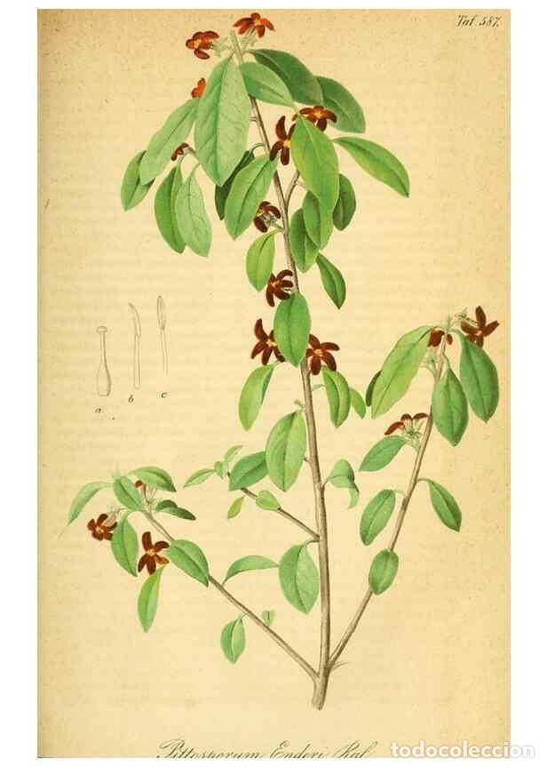 Sammeln von Zeitschriften und Zeitungen: Reproducci&oacute;n/Reproduction 49697970258: Gartenflora.. Erlangen :F. Enke,1852-1940.. - Deutsche Garten