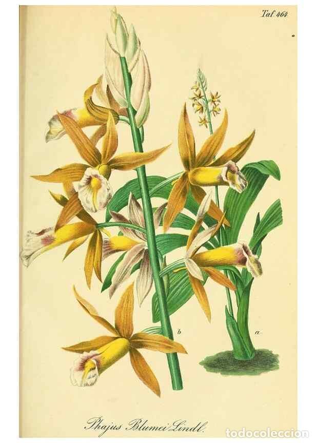 Collezionismo di Riviste e Giornali: Reproducci&oacute;n/Reproduction 49691704056: Gartenflora.. Erlangen :F. Enke,1852-1940.. - Deutsche Garten