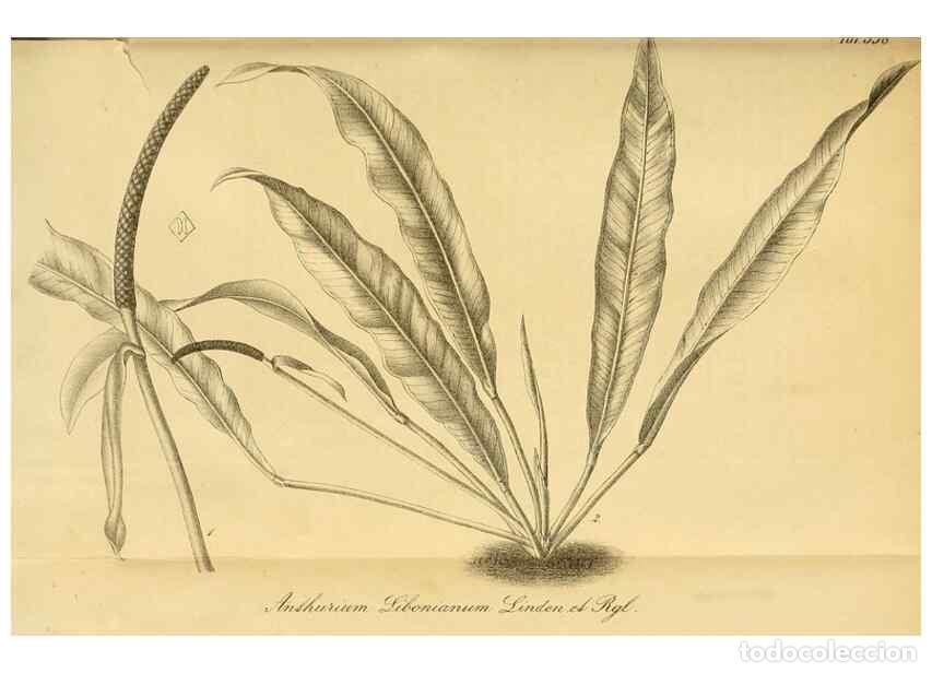 Collezionismo di Riviste e Giornali: Reproducci&oacute;n/Reproduction 49698583857: Gartenflora.. Erlangen :F. Enke,1852-1940.. - Deutsche Garten