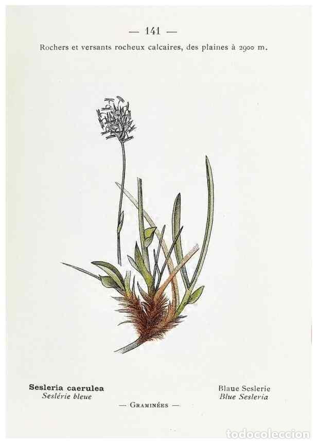 Collection Magazines and Newspapers: Reproducci&oacute;n/Reproduction 49345779487: Nouvelle flore colori&eacute;e de poche des Alpes et des Pyr&eacute;n&eacute;es..