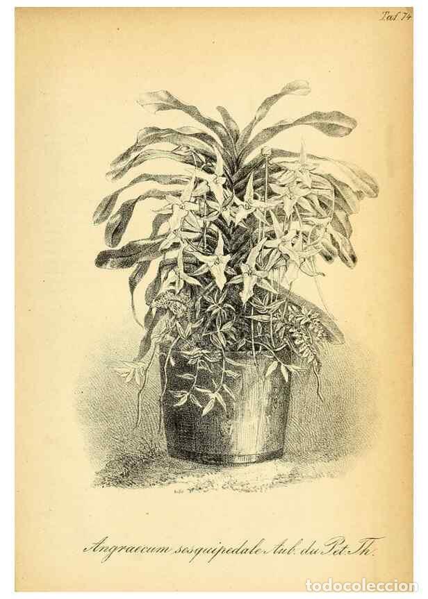 Collection Magazines and Newspapers: Reproducci&oacute;n/Reproduction 49704671631: Gartenflora.. Erlangen :F. Enke,1852-1940.. - Deutsche Garten