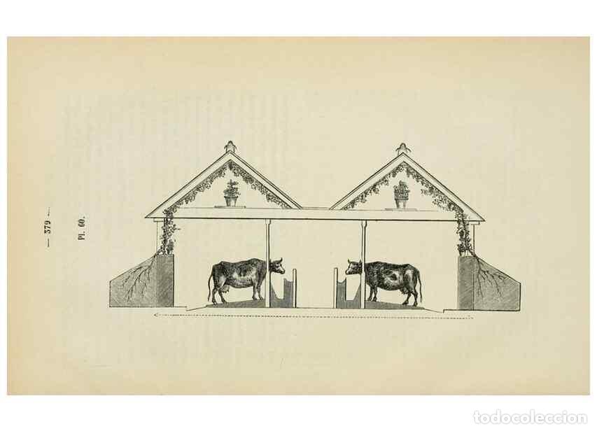 Collection Magazines and Newspapers: Reproducci&oacute;n/Reproduction 49269005782: Belgique horticole.. Li&eacute;ge.. - Morren, Charles,