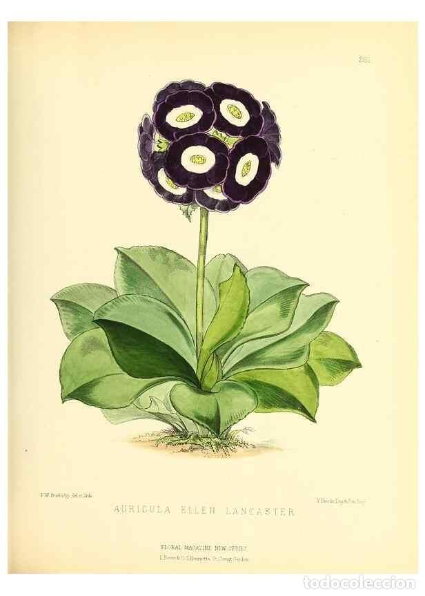 Collection Magazines and Newspapers: Reproducci&oacute;n/Reproduction 49694183526: The floral magazine;. London,L. Reeve & Co.. - Dombrain, Henr