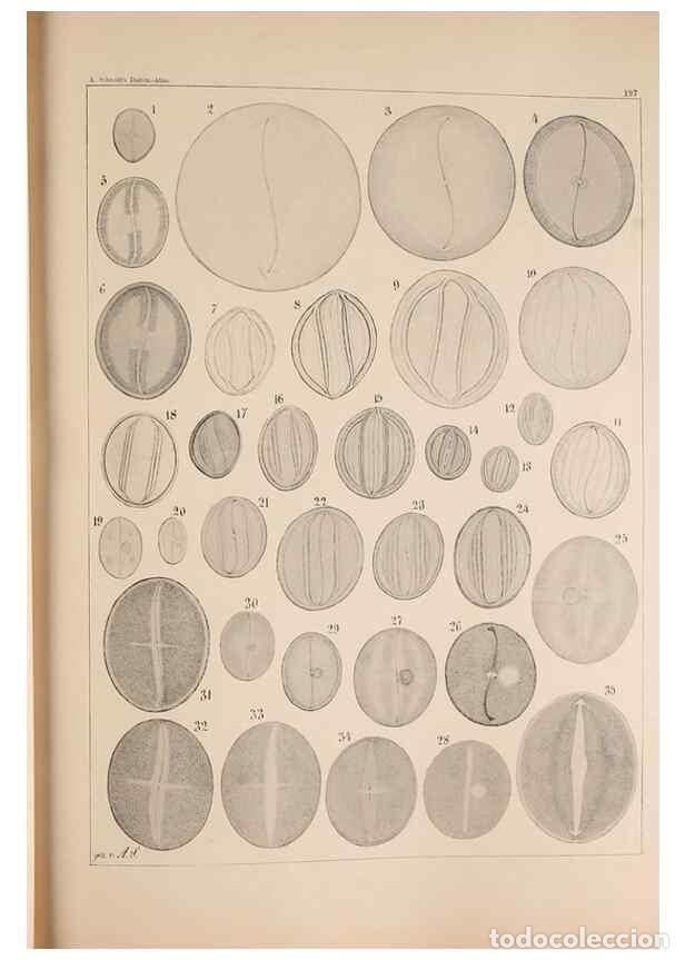 Collection Magazines and Newspapers: Reproducci&oacute;n/Reproduction 49385786532: Atlas der Diatomaceen-Kunde /. Leipzig :O.R. Reisland,[1874-1