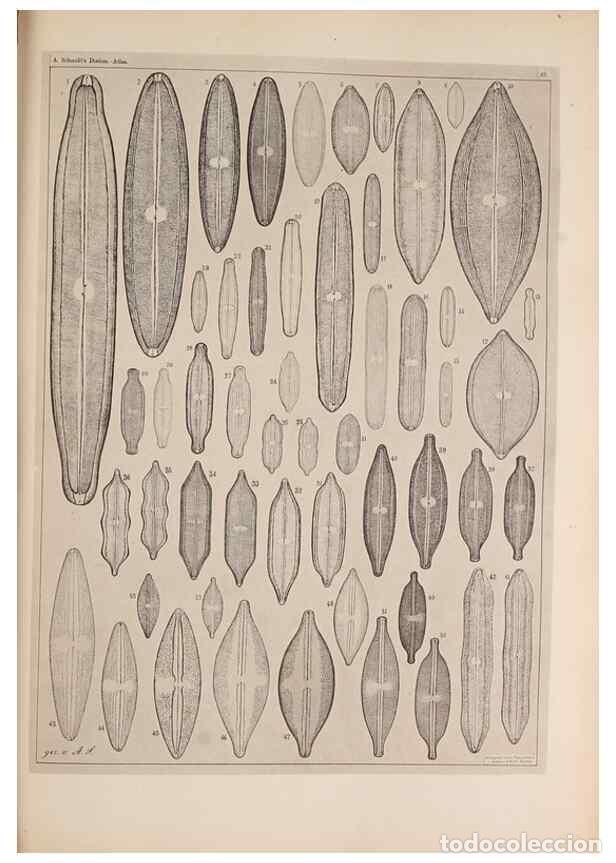 Collection Magazines and Newspapers: Reproducci&oacute;n/Reproduction 49389186253: Atlas der Diatomaceen-Kunde /. Leipzig :O.R. Reisland,[1874-1