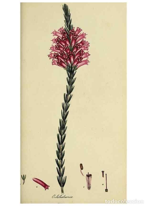 Collection Magazines and Newspapers: Reproducci&oacute;n/Reproduction 49721013851: The heathery, or, A monograph of the genus Erica :. London :H