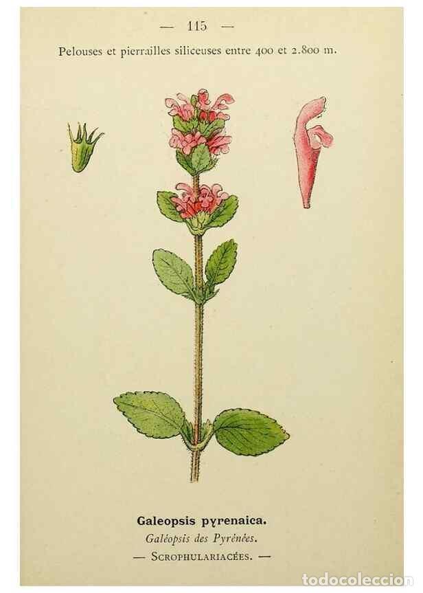 Collection Magazines and Newspapers: Reproducci&oacute;n/Reproduction 49345332166: Nouvelle flore colori&eacute;e de poche des Alpes et des Pyr&eacute;n&eacute;es..