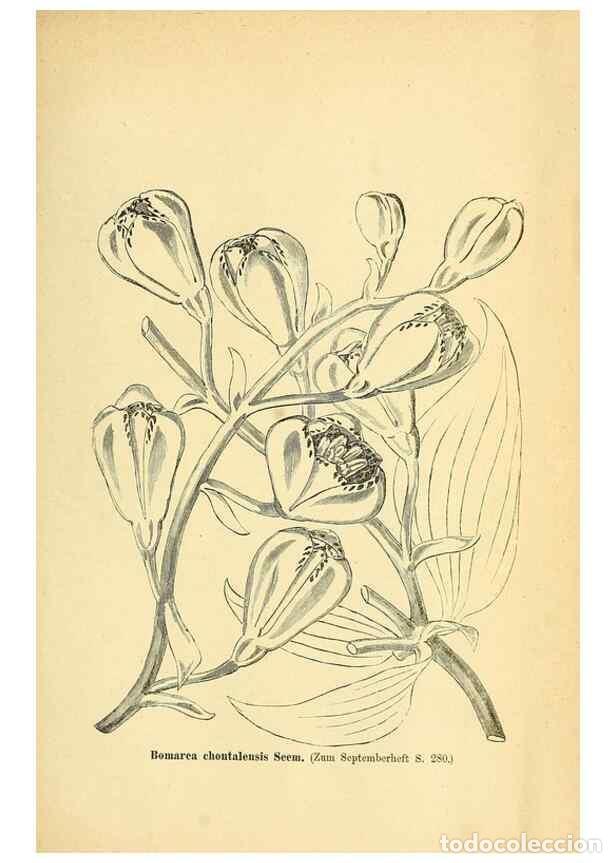 Collection Magazines and Newspapers: Reproducci&oacute;n/Reproduction 49704138938: Gartenflora.. Erlangen :F. Enke,1852-1940.. - Deutsche Garten