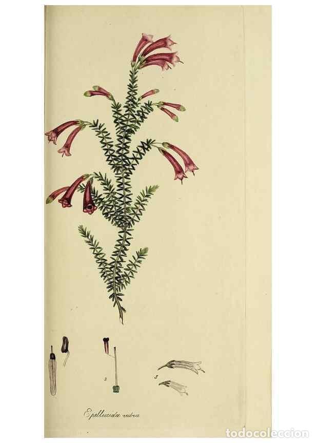 Collection Magazines and Newspapers: Reproducci&oacute;n/Reproduction 49721324592: The heathery, or, A monograph of the genus Erica :. London :H