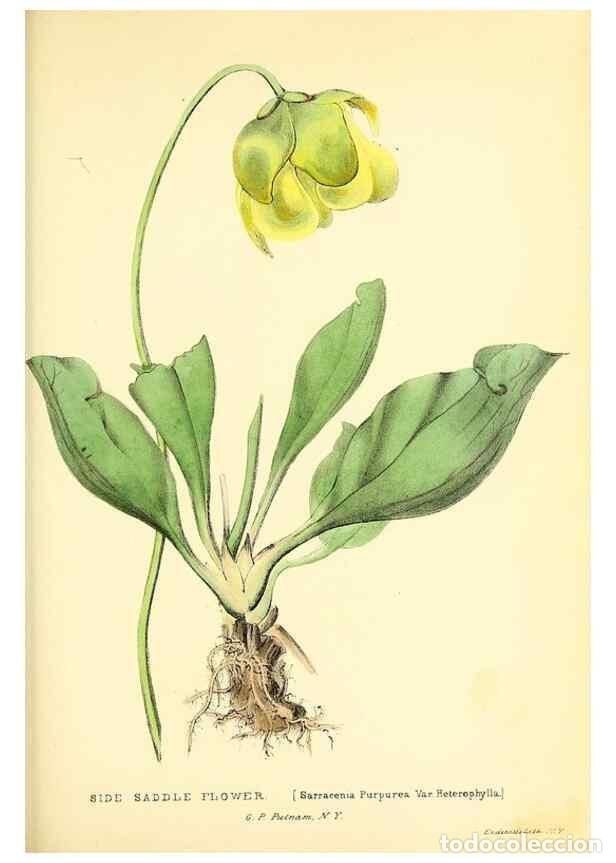 Collezionismo di Riviste e Giornali: Reproducci&oacute;n/Reproduction 49352930666: Rural hours. New York,George P. Putnam,1851.. - Cooper, Susan