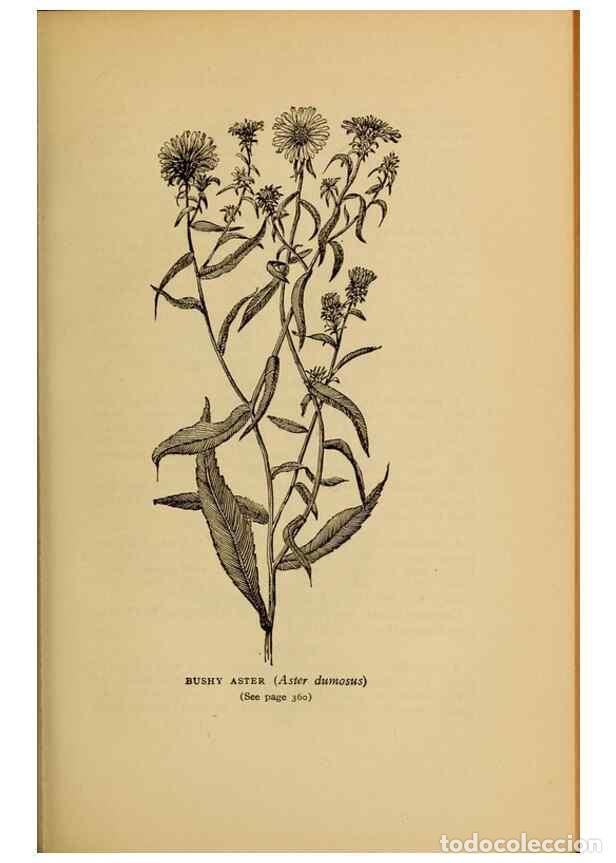 Colecionismo de Revistas e Jornais: Reproducci&oacute;n/Reproduction 49303733008: Harper's guide to wild flowers,. New York,Harper,1912.. - Cre