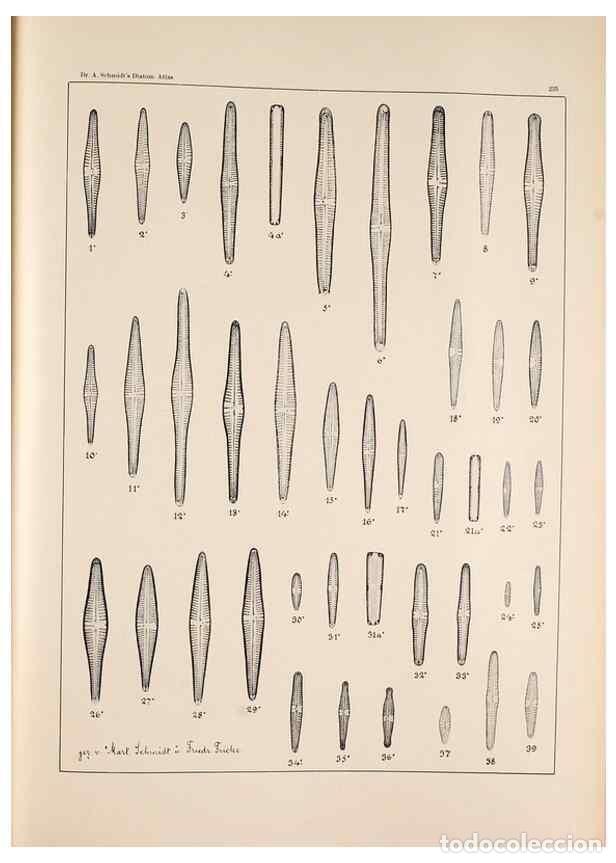 Colecionismo de Revistas e Jornais: Reproducci&oacute;n/Reproduction 49385799977: Atlas der Diatomaceen-Kunde /. Leipzig :O.R. Reisland,[1874-1