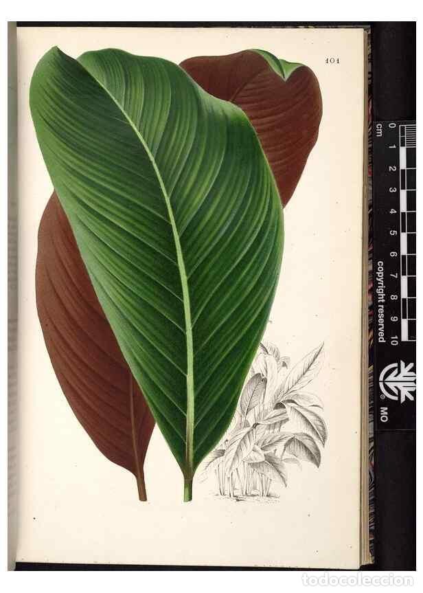 Colecionismo de Revistas e Jornais: Reproducci&oacute;n/Reproduction 49691138202: L'Illustration horticole :. Gand, Belgium :Imprimerie et lith