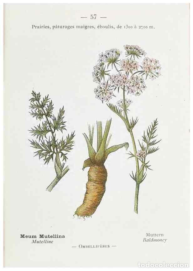 Colecionismo de Revistas e Jornais: Reproducci&oacute;n/Reproduction 49345531151: Nouvelle flore colori&eacute;e de poche des Alpes et des Pyr&eacute;n&eacute;es..