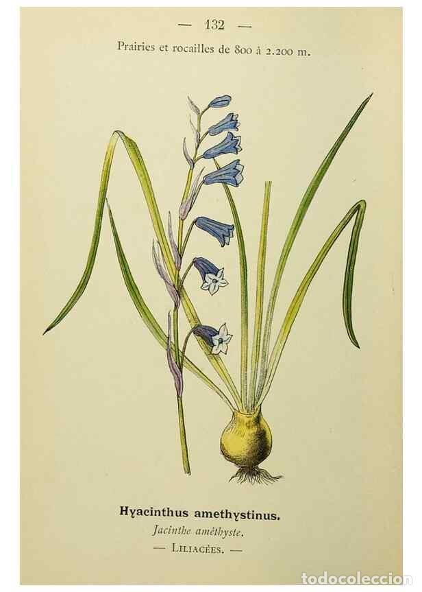 Colecionismo de Revistas e Jornais: Reproducci&oacute;n/Reproduction 49345553727: Nouvelle flore colori&eacute;e de poche des Alpes et des Pyr&eacute;n&eacute;es..