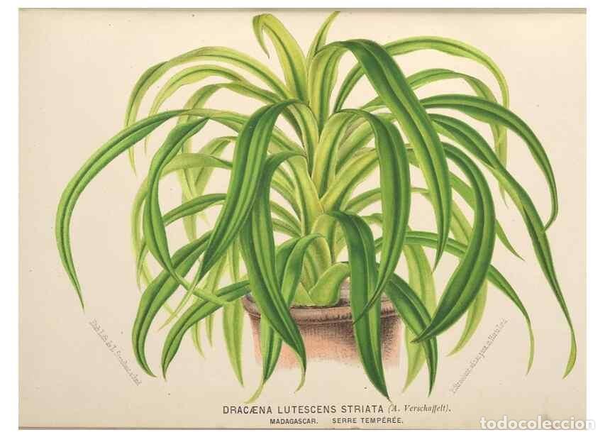 Colecionismo de Revistas e Jornais: Reproducci&oacute;n/Reproduction 49690958402: L'Illustration horticole :. Gand, Belgium :Imprimerie et lith