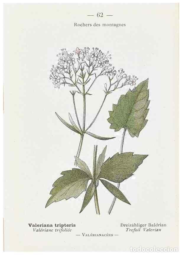 Sammeln von Zeitschriften und Zeitungen: Reproducci&oacute;n/Reproduction 49345071563: Nouvelle flore colori&eacute;e de poche des Alpes et des Pyr&eacute;n&eacute;es..