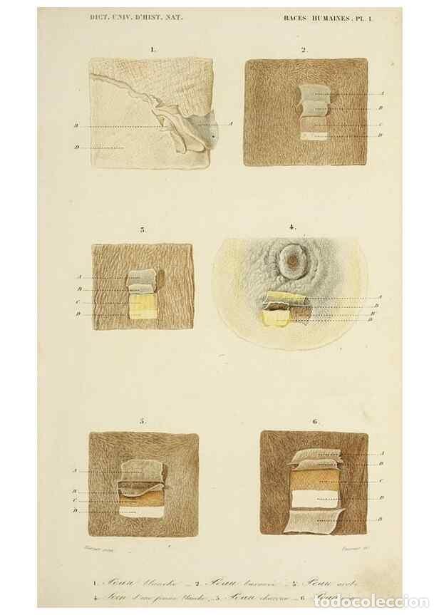 Sammeln von Zeitschriften und Zeitungen: Reproducci&oacute;n/Reproduction 49724033976: Dictionnaire universel d'histoire naturelle :. Paris :Chez le