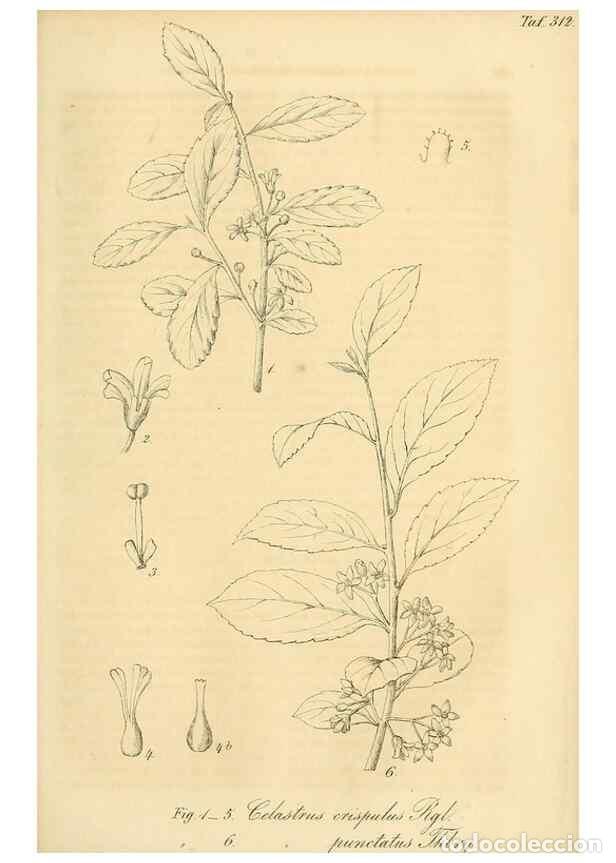 Sammeln von Zeitschriften und Zeitungen: Reproducci&oacute;n/Reproduction 49690455291: Gartenflora.. Erlangen :F. Enke,1852-1940.. - Deutsche Garten