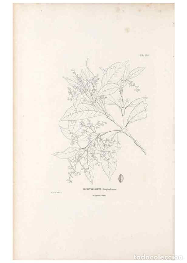 Sammeln von Zeitschriften und Zeitungen: Reproducci&oacute;n/Reproduction 49521845956: Nova genera et species plantarum :. Antverpiae :Ex officina C