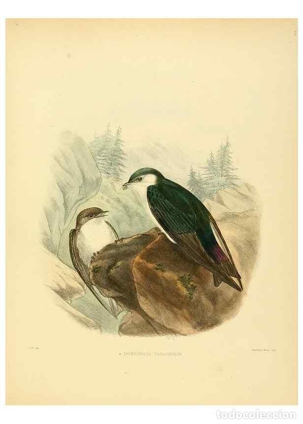 Collectionnisme de Revues et Journaux: Reproducci&oacute;n/Reproduction 49522844612: A monograph of the Hirundinidae or family of swallows. London