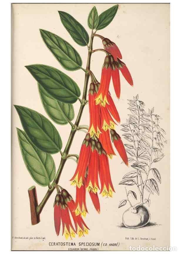 Collectionnisme de Revues et Journaux: Reproducci&oacute;n/Reproduction 49690592661: L'Illustration horticole :. Gand, Belgium :Imprimerie et lith