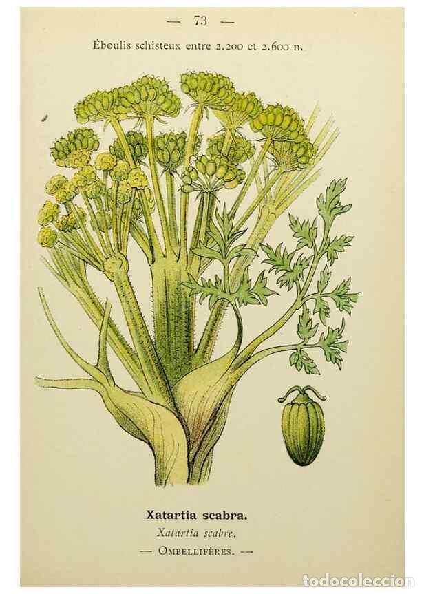 Collectionnisme de Revues et Journaux: Reproducci&oacute;n/Reproduction 49345423821: Nouvelle flore colori&eacute;e de poche des Alpes et des Pyr&eacute;n&eacute;es..