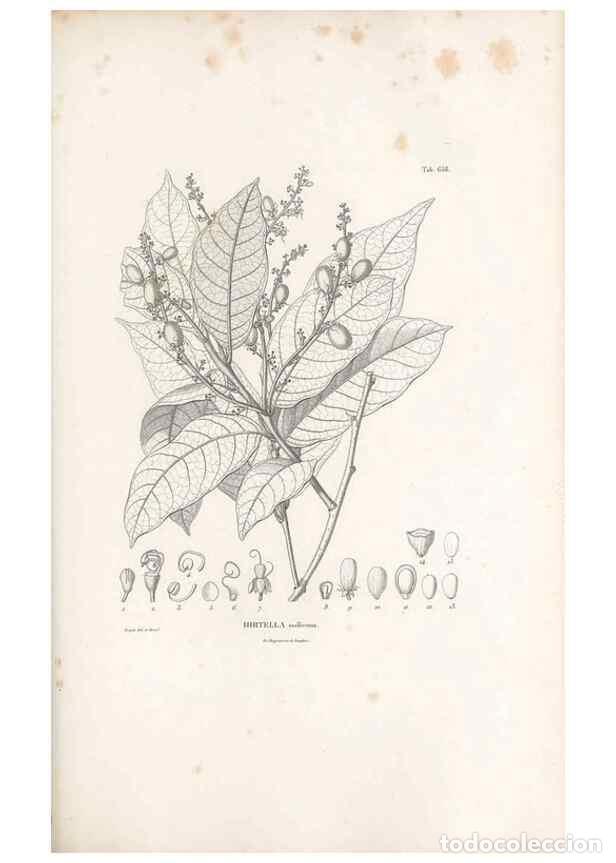 Collectionnisme de Revues et Journaux: Reproducci&oacute;n/Reproduction 49522066352: Nova genera et species plantarum :. Antverpiae :Ex officina C