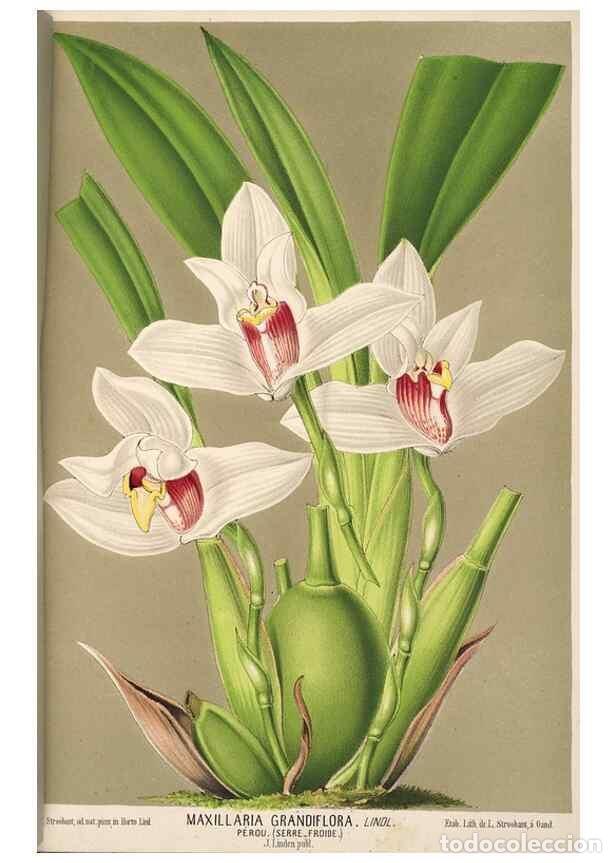 Collectionnisme de Revues et Journaux: Reproducci&oacute;n/Reproduction 49690903117: L'Illustration horticole :. Gand, Belgium :Imprimerie et lith