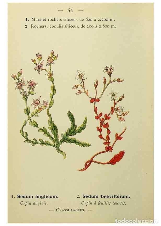 Collectionnisme de Revues et Journaux: Reproducci&oacute;n/Reproduction 49344943743: Nouvelle flore colori&eacute;e de poche des Alpes et des Pyr&eacute;n&eacute;es..