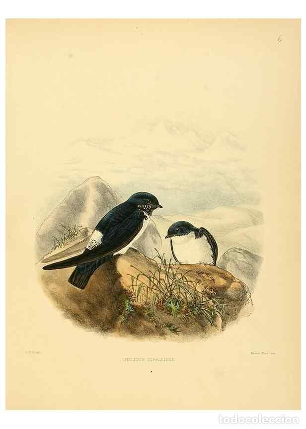 Collectionnisme de Revues et Journaux: Reproducci&oacute;n/Reproduction 49522623251: A monograph of the Hirundinidae or family of swallows. London